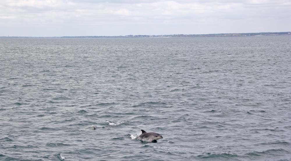 dolphin in the English Channel
